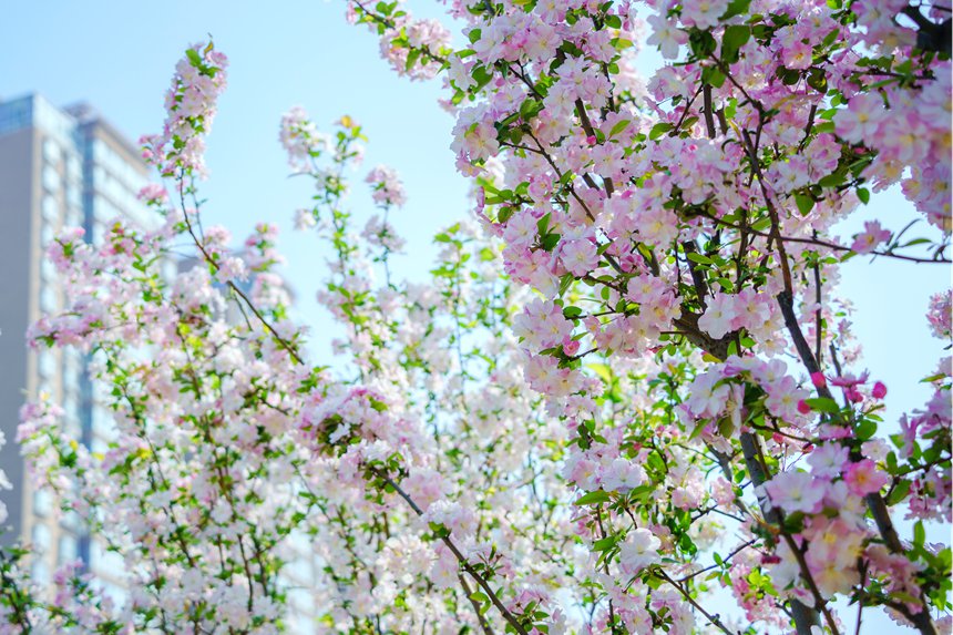 春到汝陽(yáng)，繁花似錦?？迪驏|攝
