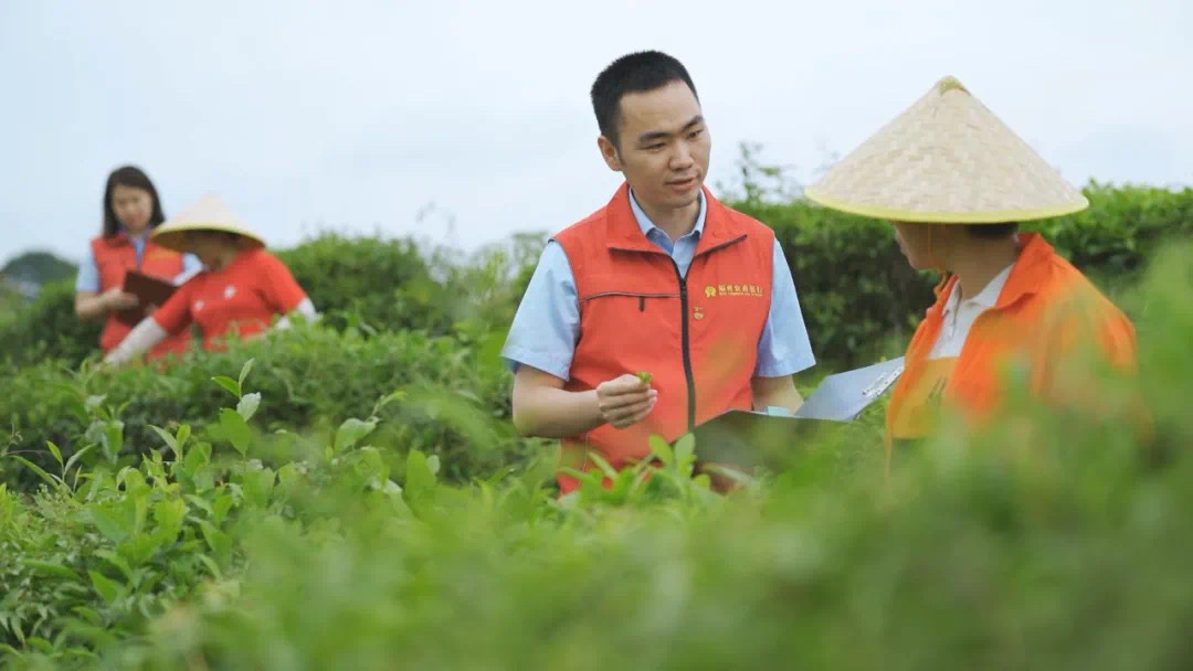 福州農(nóng)商銀行金融助理在茉莉花茶園向茶農(nóng)了解茉莉花種植情況。.jpg